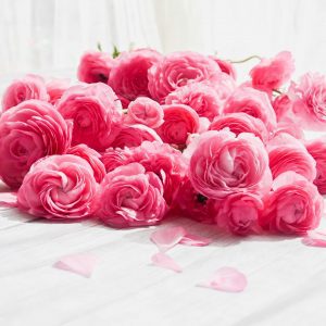 Les familles olfactives de parfum : découvrez la clé pour mieux choisir votre fragrance