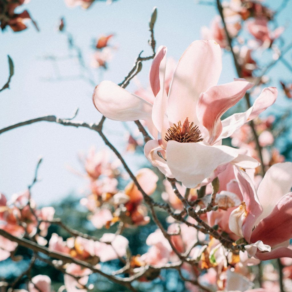 parfum selon les saisons
